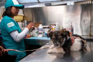 The veterinarian prepares medical supplies to trea
