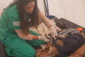 Post operation care for the village animals