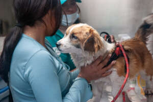 The animals we treated received sterilization, vit