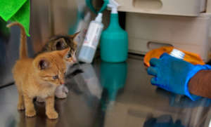 Deworming treatments for kitties too!