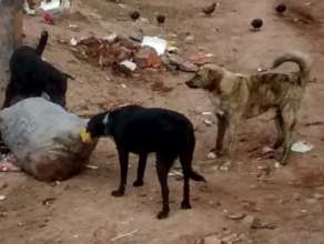Cusco dogs scavenging for food