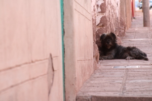 Dog on the street in Cusco