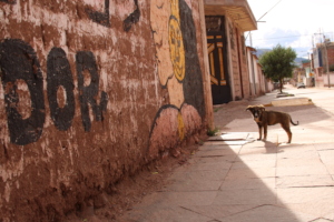 City street dog in Peru