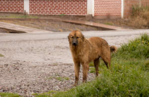Roaming dog in Cusco