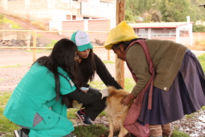 Vet team helping a village dog