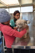 Checking a dog in our mobile clinic