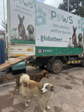 Paws Mobile Clinic in Lucre