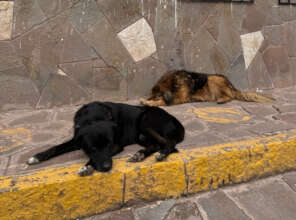 Dogs living in Lucre