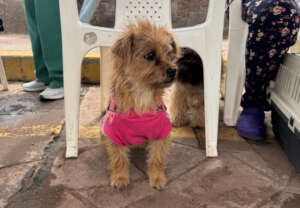 Dog waiting her turn