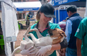 One of  volunteers supporting during a neutering