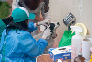 Deworming dogs in San Salvador Shelter