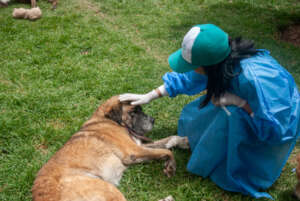 Osito's Journey to Recovery.