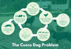The Cusco dog problem