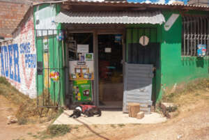 The Reality of Pets navigating the Streets of Peru