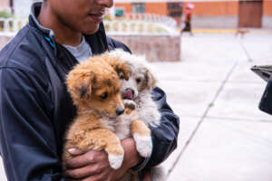 Villagers bringing their animals for care