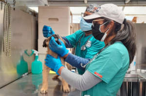 Regular deworming will help improve general health