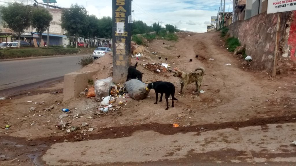 PAWS for Change: Help Roaming Dogs in Peru
