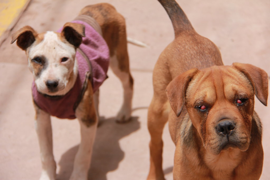 PAWS for Change: Help Roaming Dogs in Peru