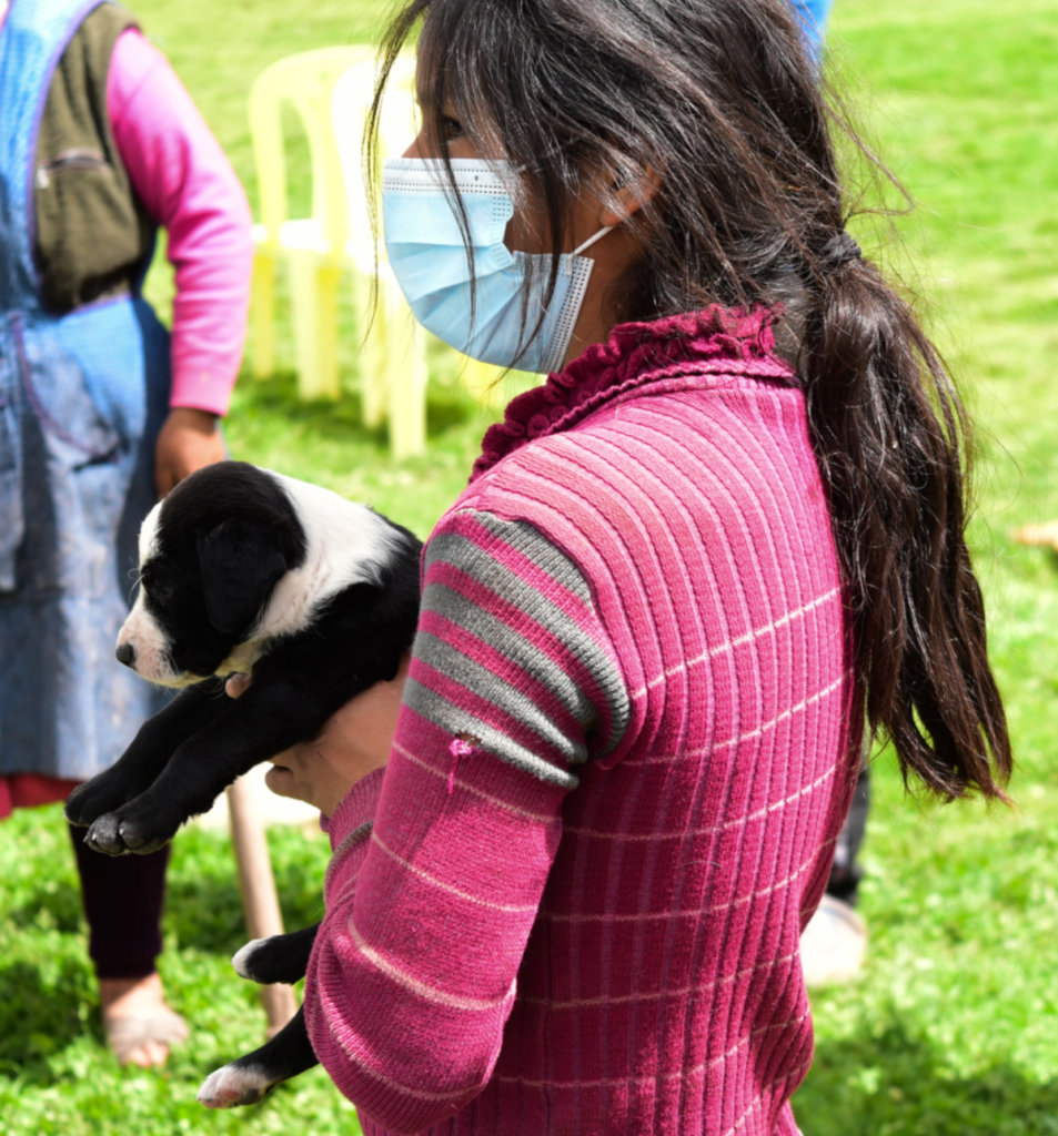 PAWS for Change: Help Roaming Dogs in Peru