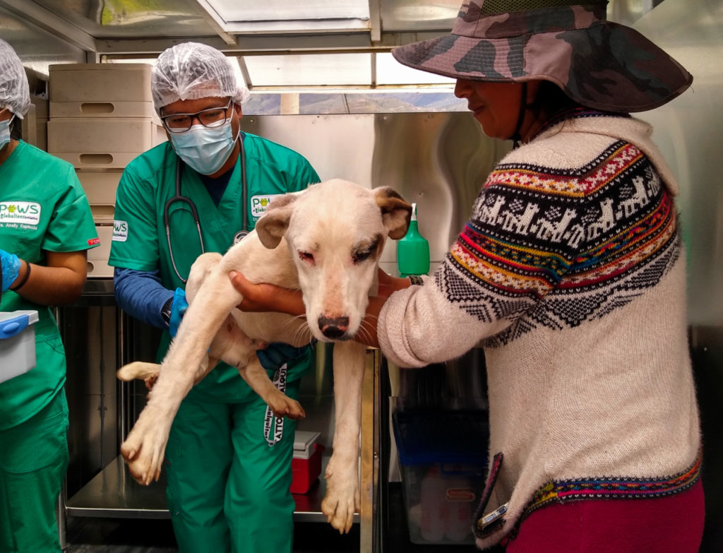 PAWS for Change: Help Roaming Dogs in Peru
