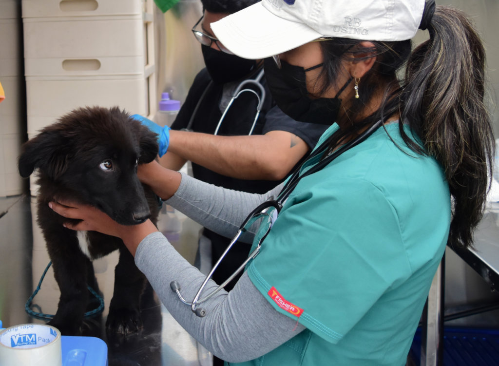 PAWS for Change: Help Roaming Dogs in Peru