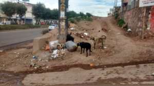 Dogs raiding rubbish on a street corner