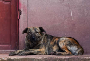 A loose dog in front of his house