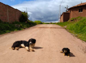 Free roaming dogs relaxing on the street