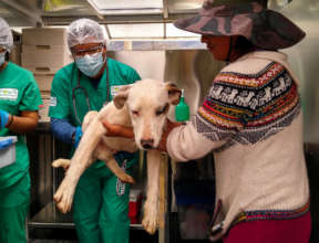 Dog being treated by the vets