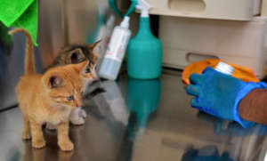 Kittens receiving deworming treatment