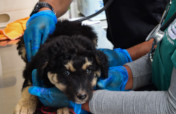PAWS for Change: Help Roaming Dogs in Peru