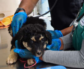 PAWS for Change: Help Roaming Dogs in Peru