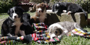 The last of the rescued pups, ready to be adopted!