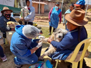 Joel attending to dogs in rural Cusco