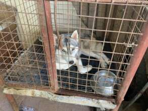Rescue and care
