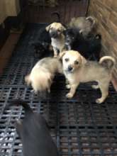 Abandoned pets
