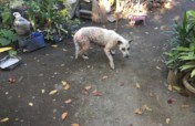 Rescue Suffering Animals