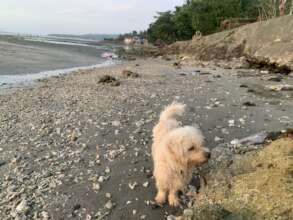 Continue with rescue and care