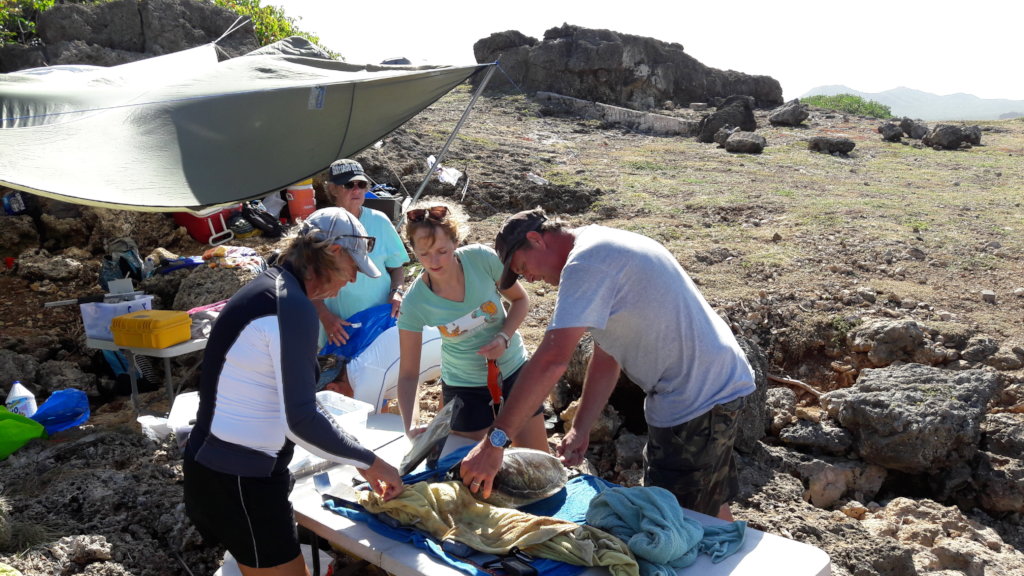 In-water sea turtle population study