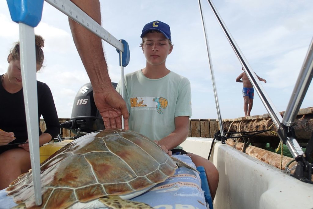 In-water sea turtle population study