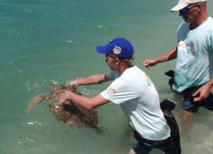 Release of a checked turtle