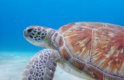 In-water sea turtle population study