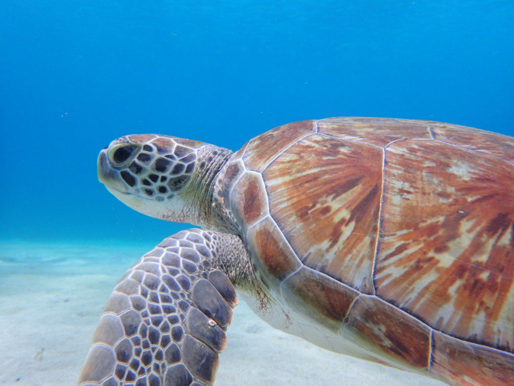 In-water sea turtle population study