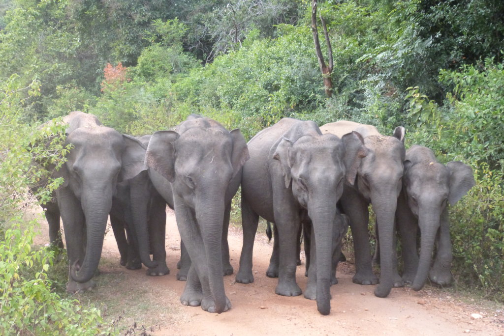 Conserving Wild Asian Elephants