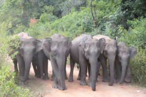 Elephant herd