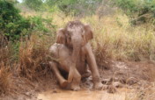Conserving Wild Asian Elephants