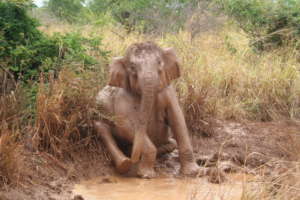 Conserving Wild Asian Elephants