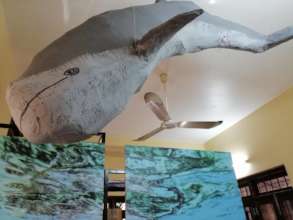 Our new Irrawaddy dolphin