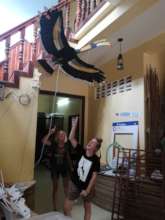 Birds of Cambodia display starts to go up