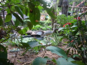 A sneak peek into our garden